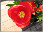 foto Tulipani